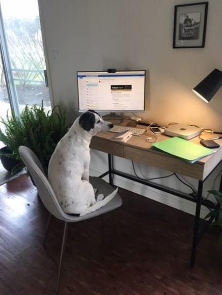 Dog seated in a chair looking a the desktop computer