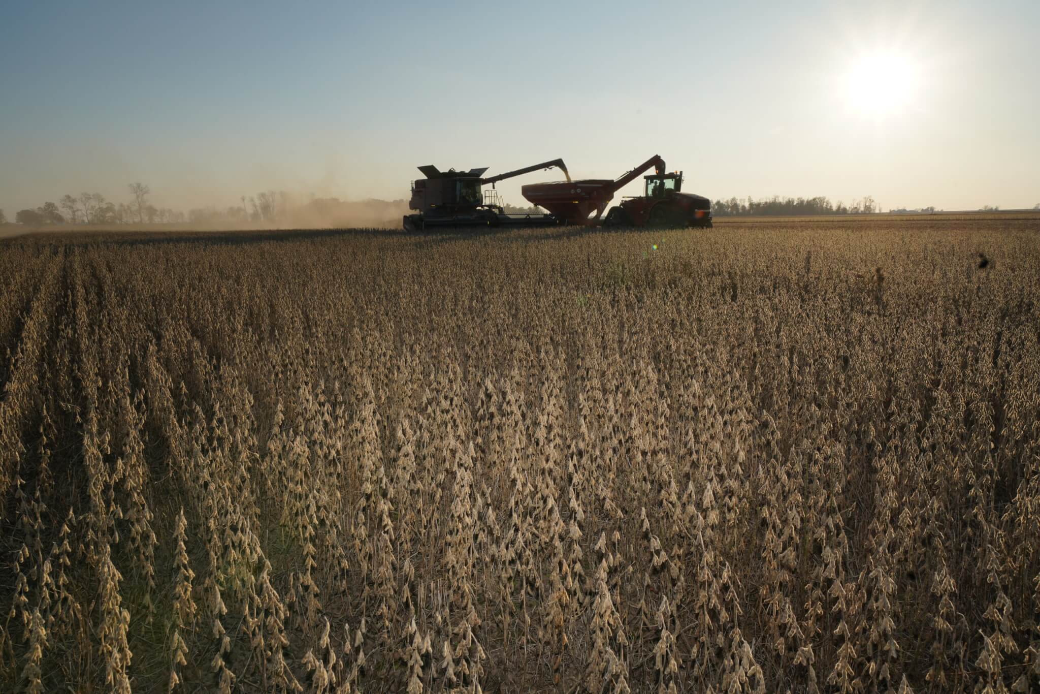 wheat plantation at dusk