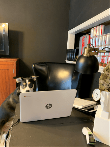 Dog looking at a laptop screen