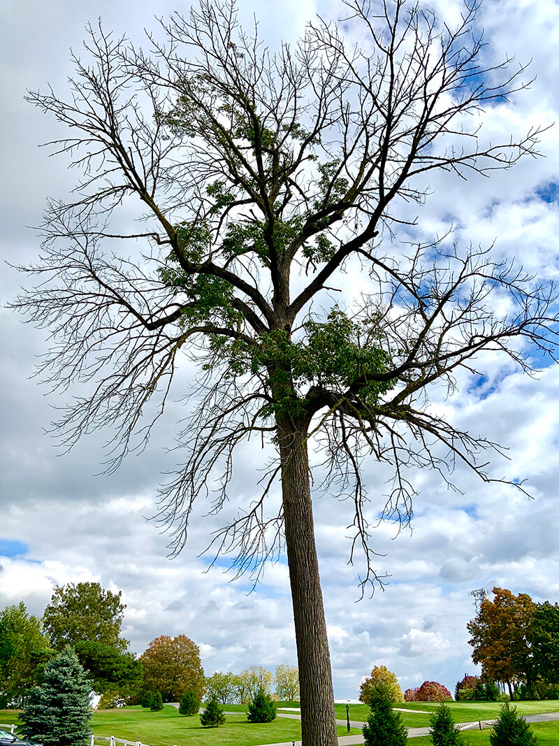 Ash trees, like the one seen here, are weakened as emerald ash borer larvae feed under their bark. The invasive pests eventually kill the trees and have been spreading throughout the United States for nearly two decades. Purdue’s Songlin Fei has shown that ash trees are not regenerating well in forests where the ash borers have invaded, leaving the tree species likely to become functionally extinct. (Photo provided by Songlin Fei)