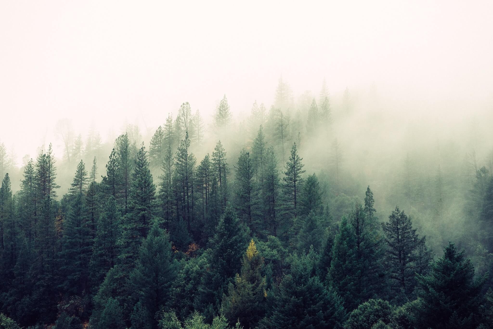 fog over pine trees
