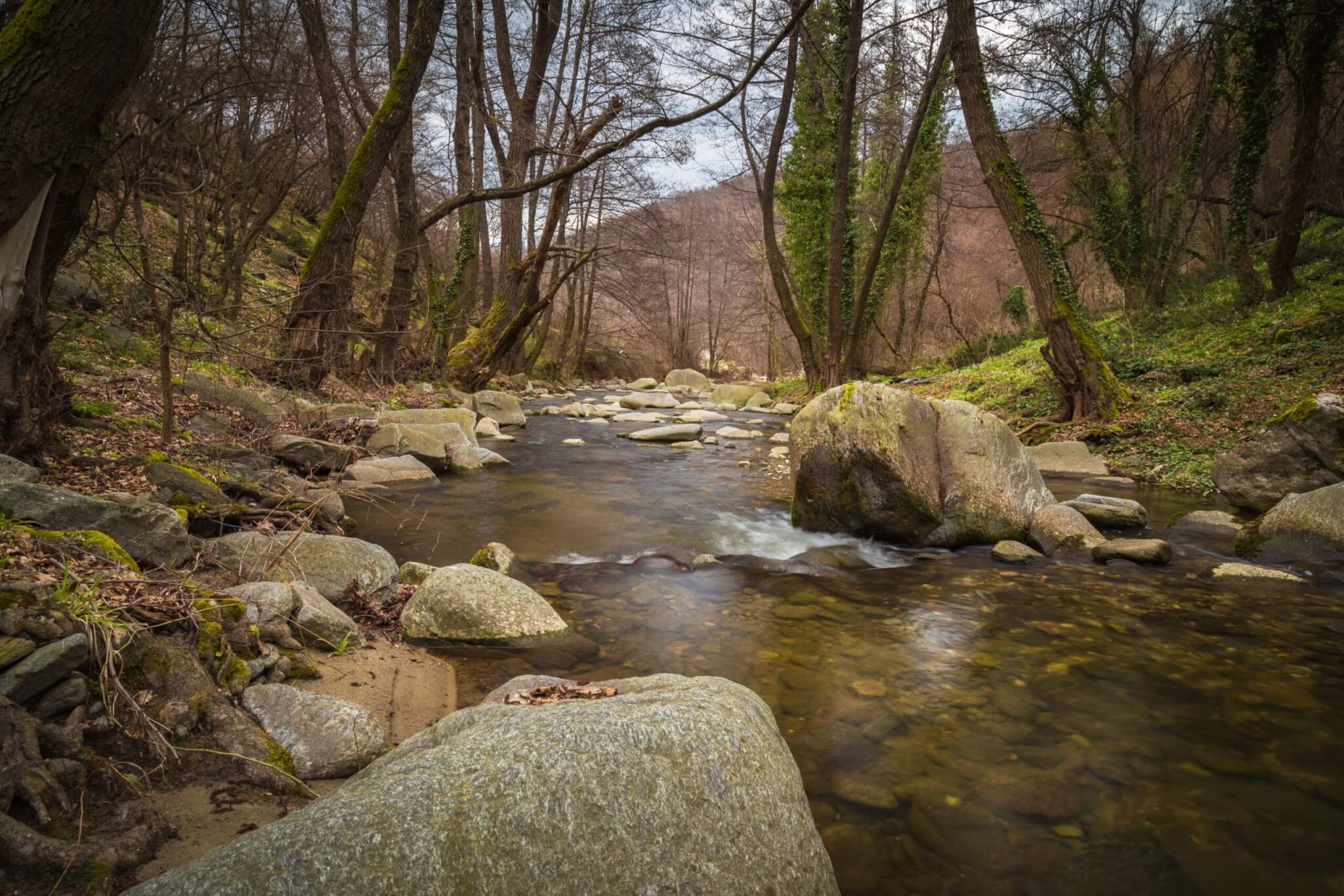 Small clear river in the forest