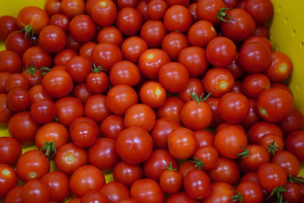 Red tomatoes harvested ready to be packed