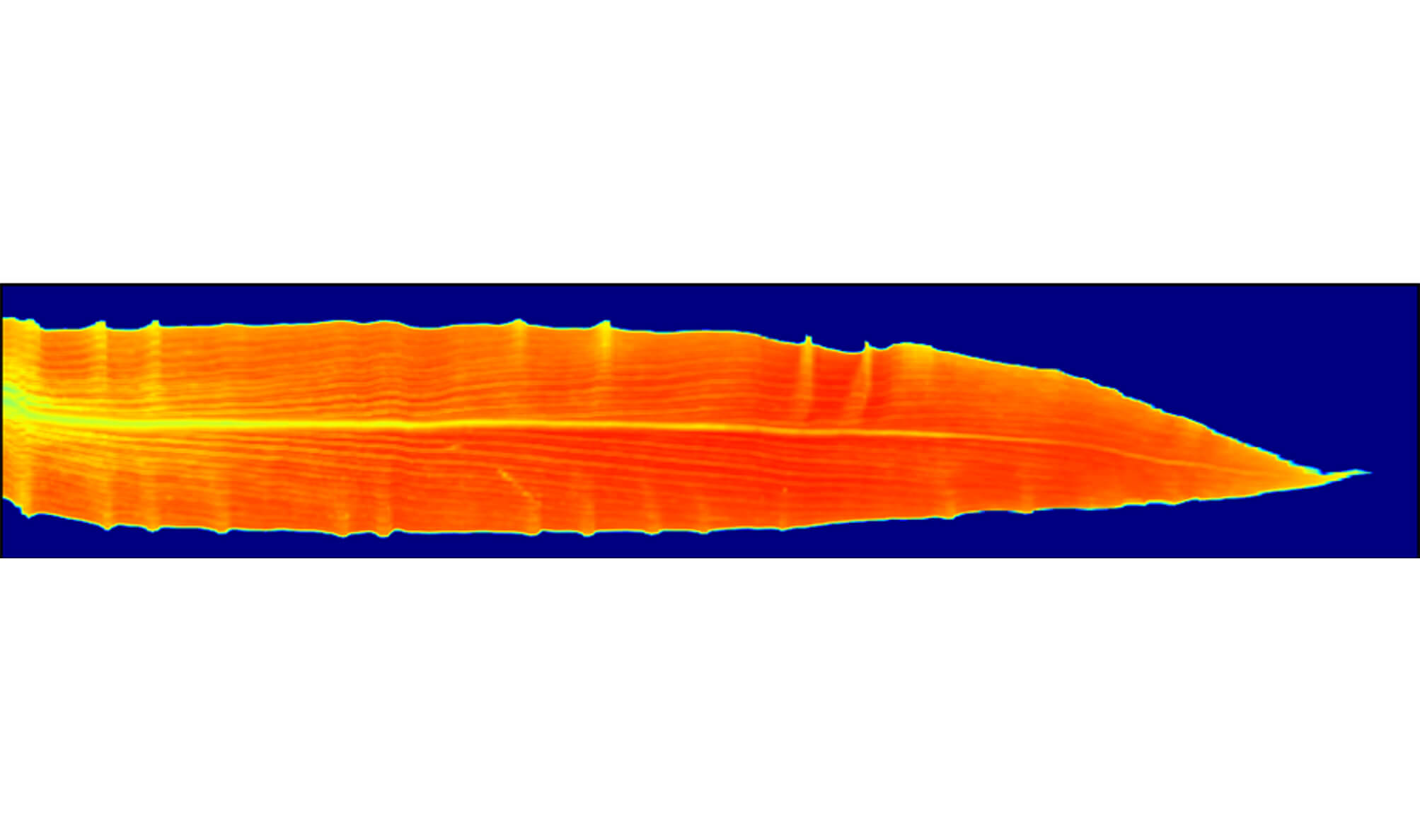 NDVI heat map of a corn leaf (Provided by Jian Jin)