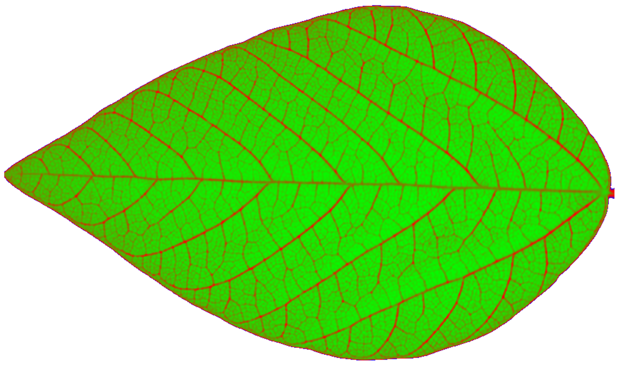 NDVI heat map of a soybean leaf (Provided by Jian Jin)