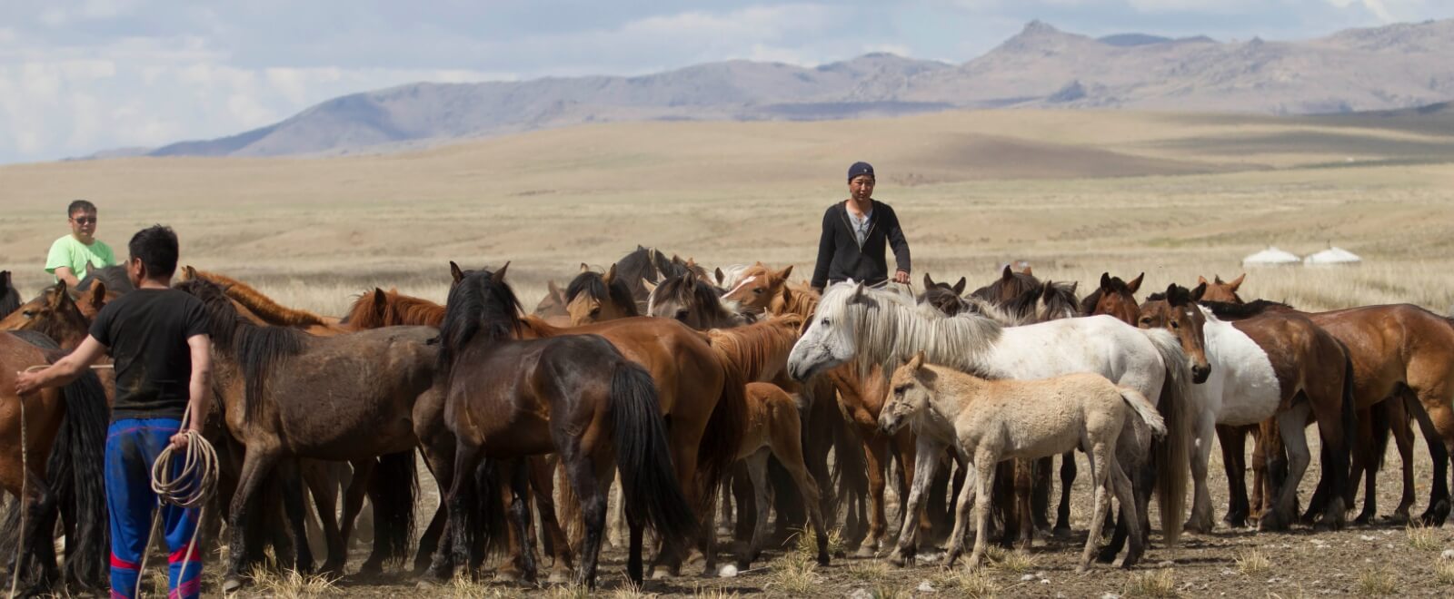 Young horse herd gather in the grasslands of Mongolia