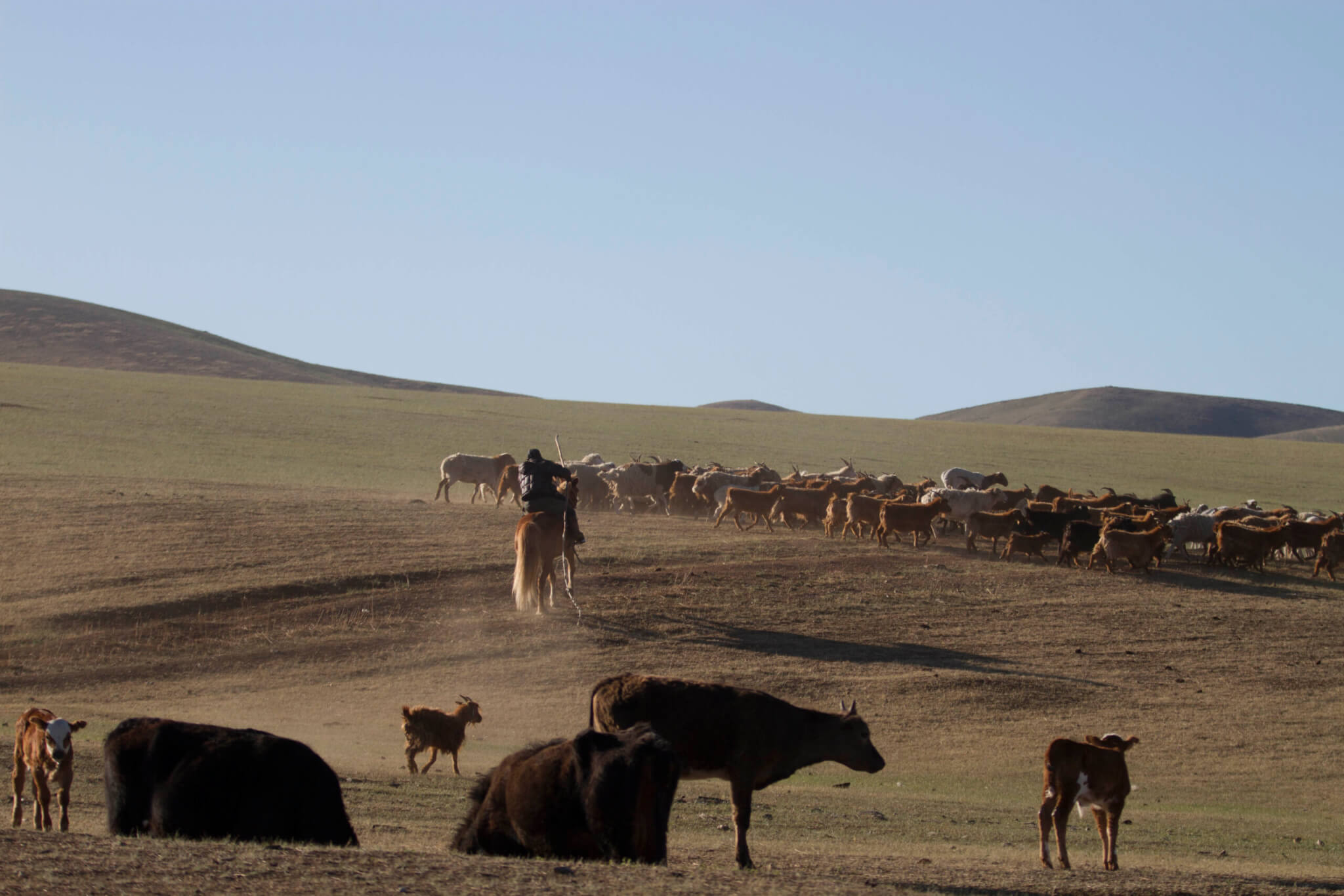 In the grasslands of Mongolia, herders of goats and cows round up