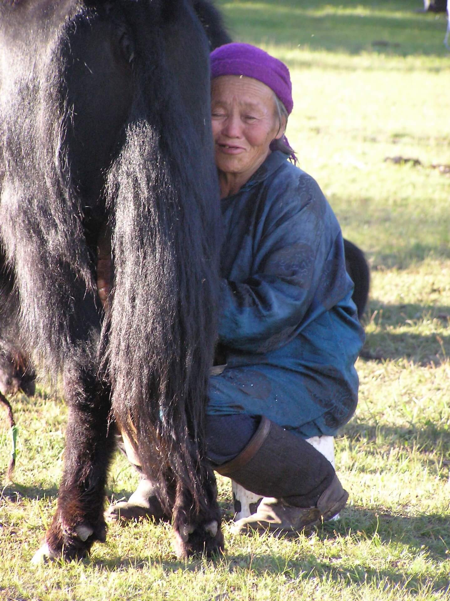 Herder milking yak