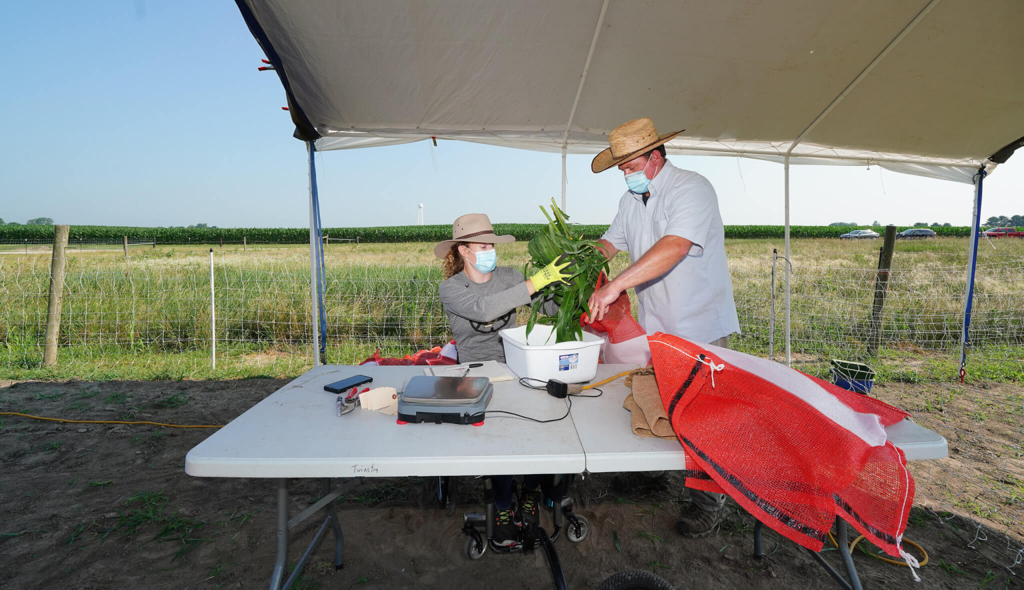  Mitch Tuinstra and assistant working outdoors collecting sorghum plants samples 