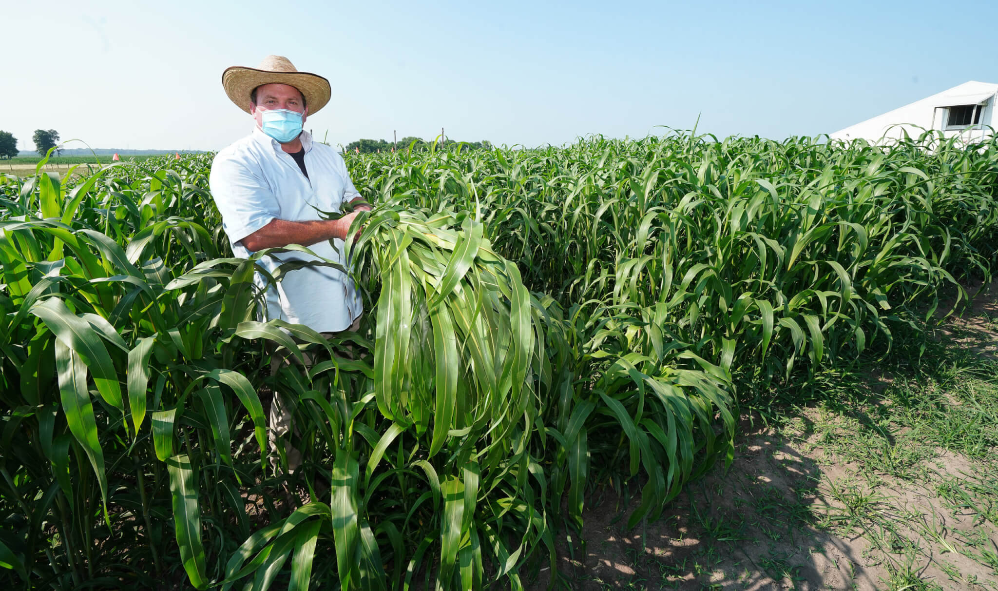 Mitch Tuinstra, a professor of plant breeding and genetics collecting samples in a sorghum plantation