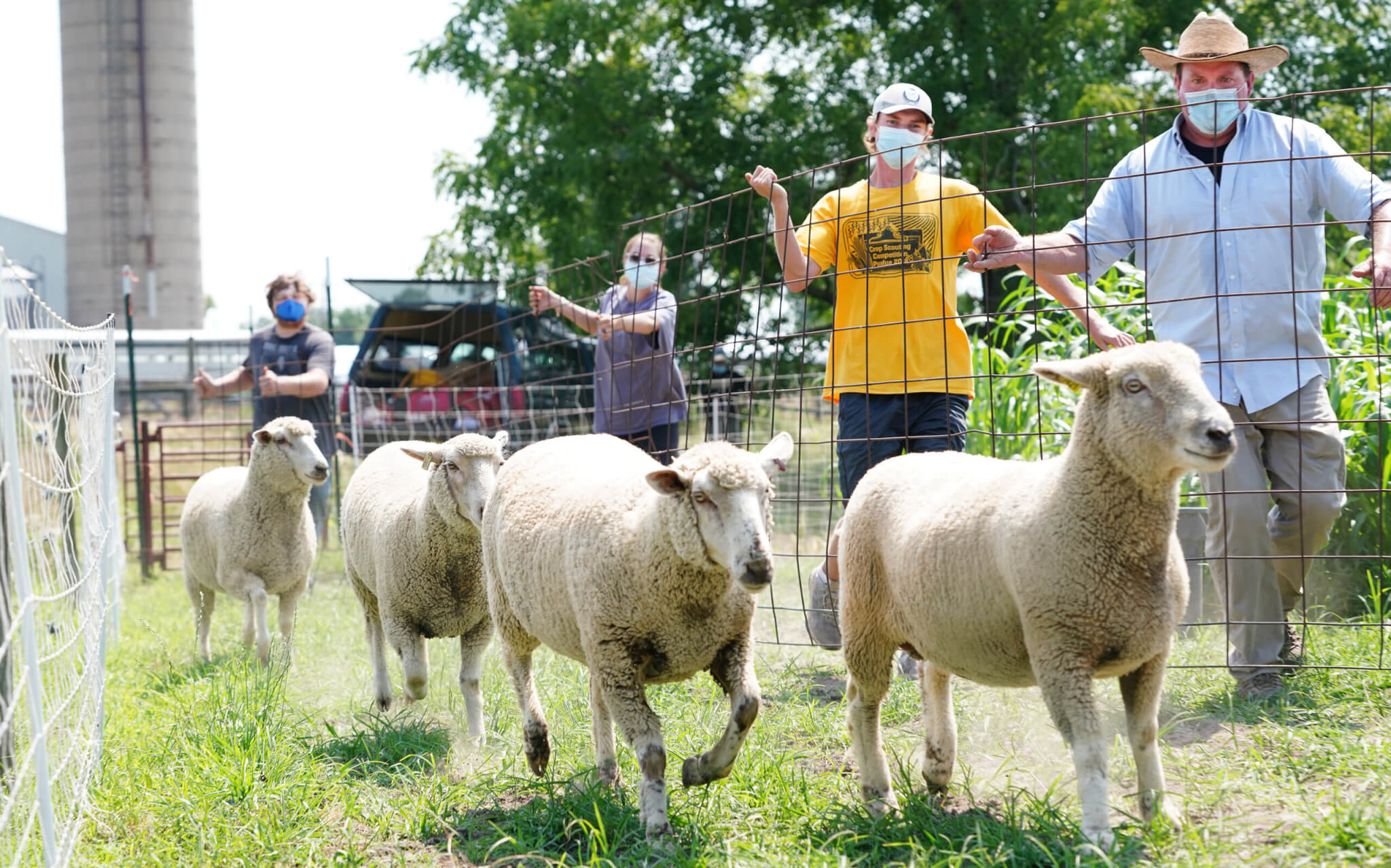 flock of lining to be fed 