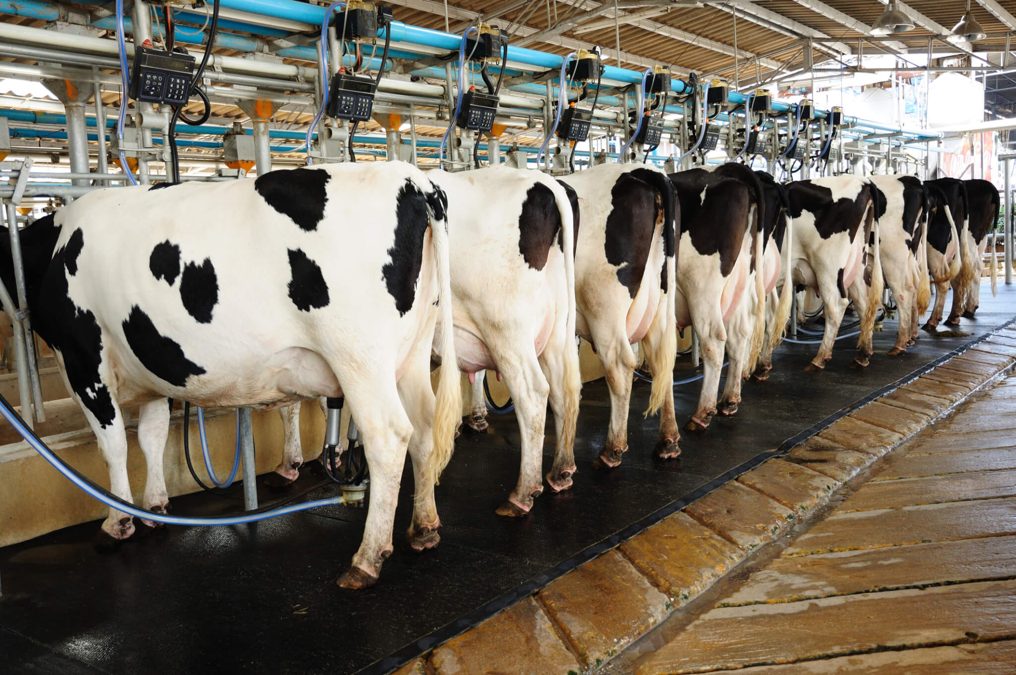 dairy cows on a milk production line