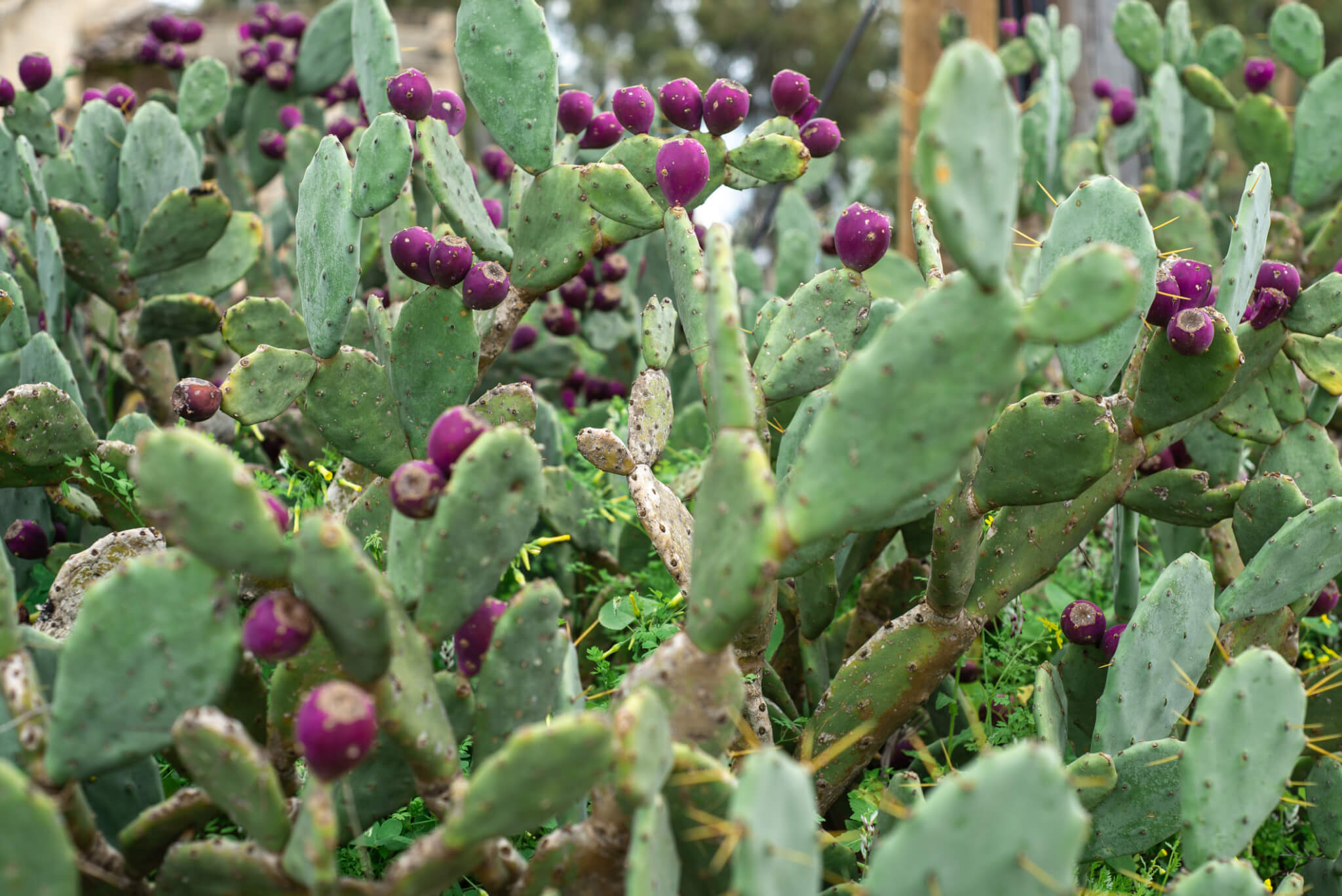 eastern prickly pear plant with beautiful purple fruit 