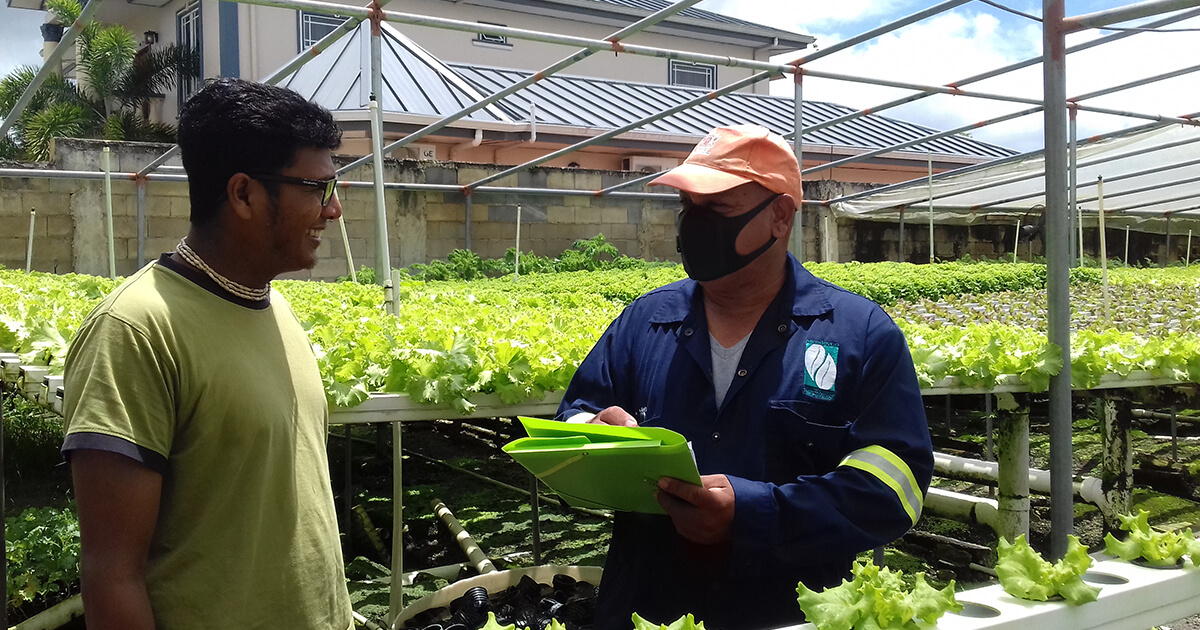 lettuce plantation in greenhouse.jpg