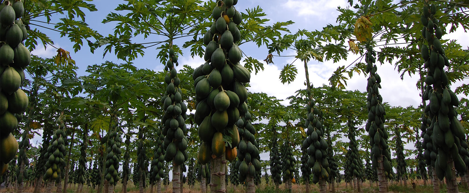 Papaya plantation, trees full fruits ready for harvest