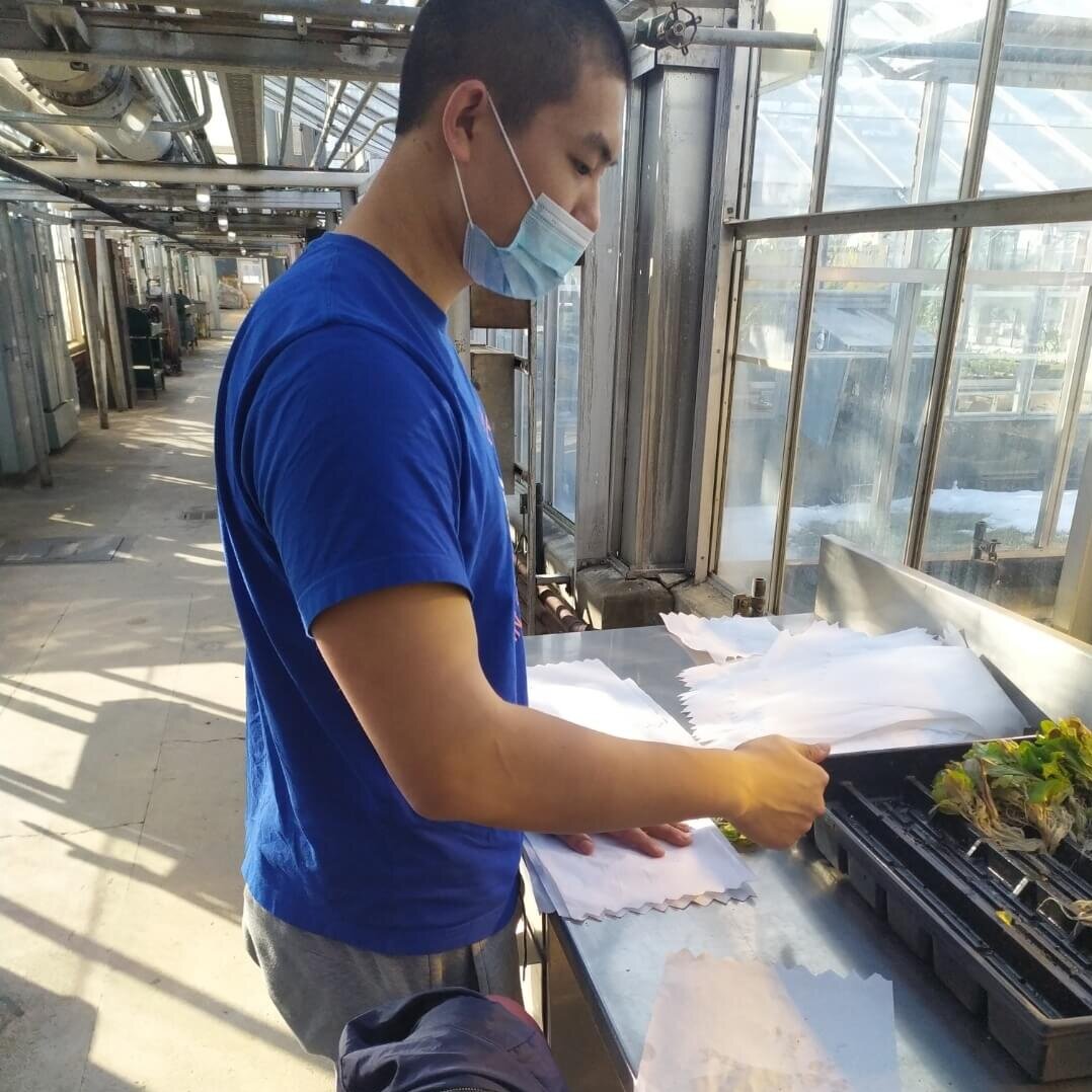 Cai Chen working on soybean project