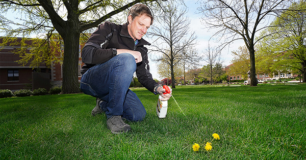 Cale spraying weed on the grass 