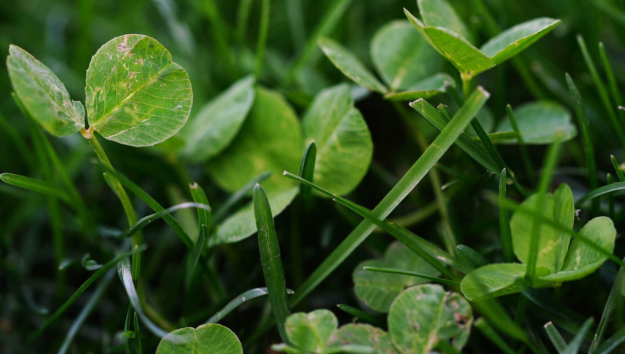 Clover blended in the grass lawn