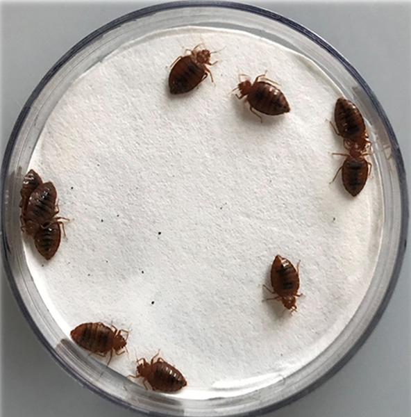 Bed bugs have become increasingly resistant to certain classes of synthetic pesticides. Purdue University researchers have uncovered mechanisms that make plant-based essential oils lethal for bed bugs especially in combination with synthetics, offering new options for control of this pest. (Photo courtesy of Sudip Gaire)
