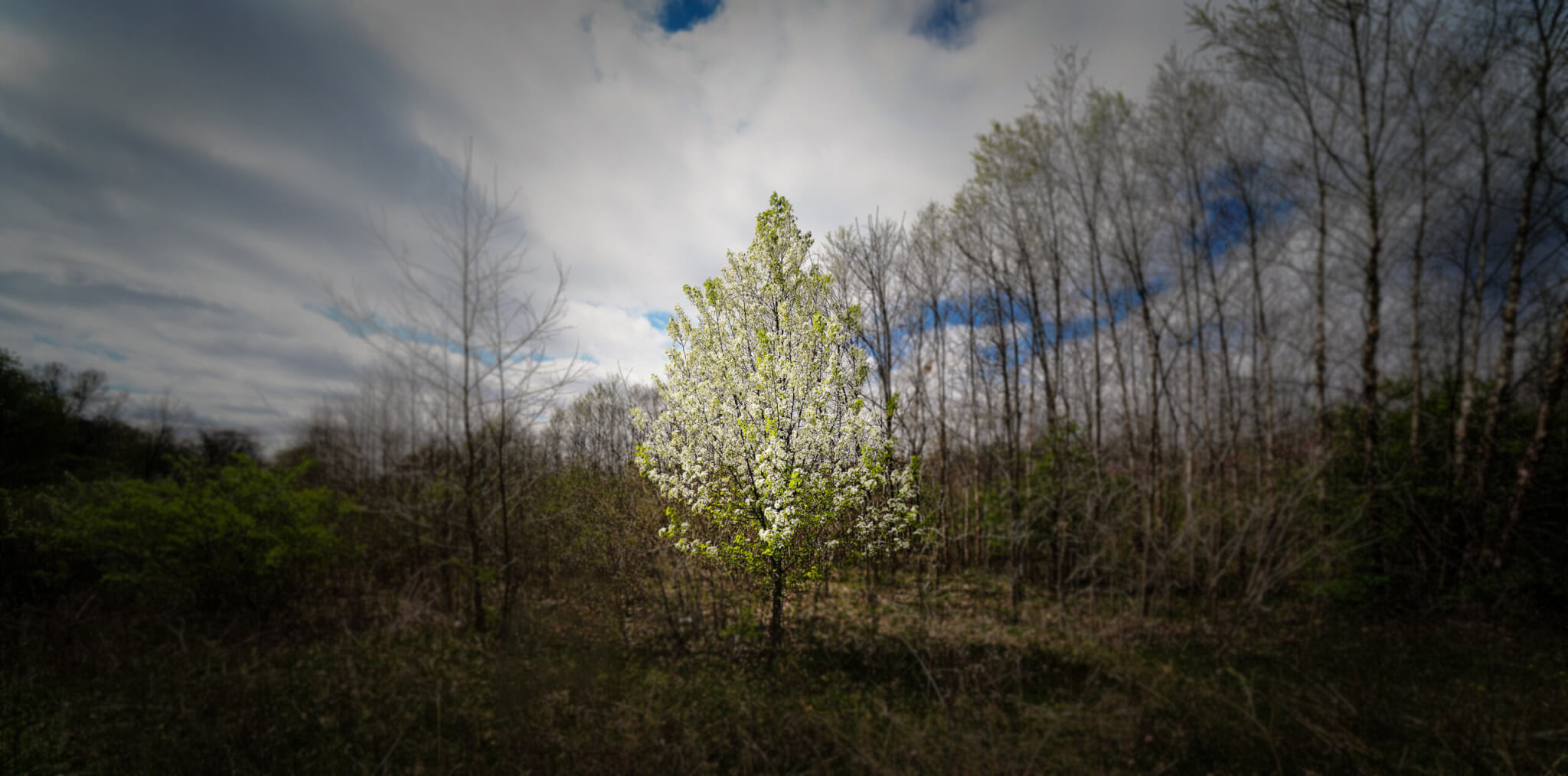 forest with highlighted green tree (medium size)