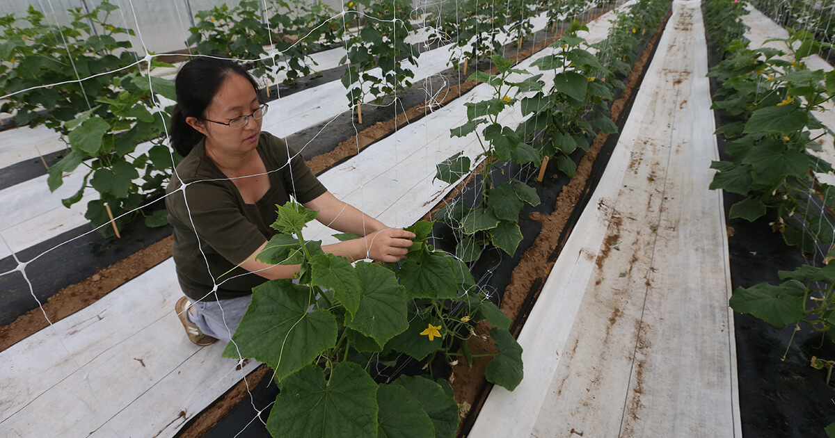  Guan working with her plants in a greenhouse 