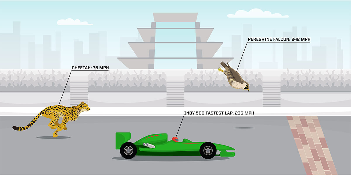 Graphic comparing the speed of a cheetah (75 mph), a race car (236 mph) and a falcon (242 mph)