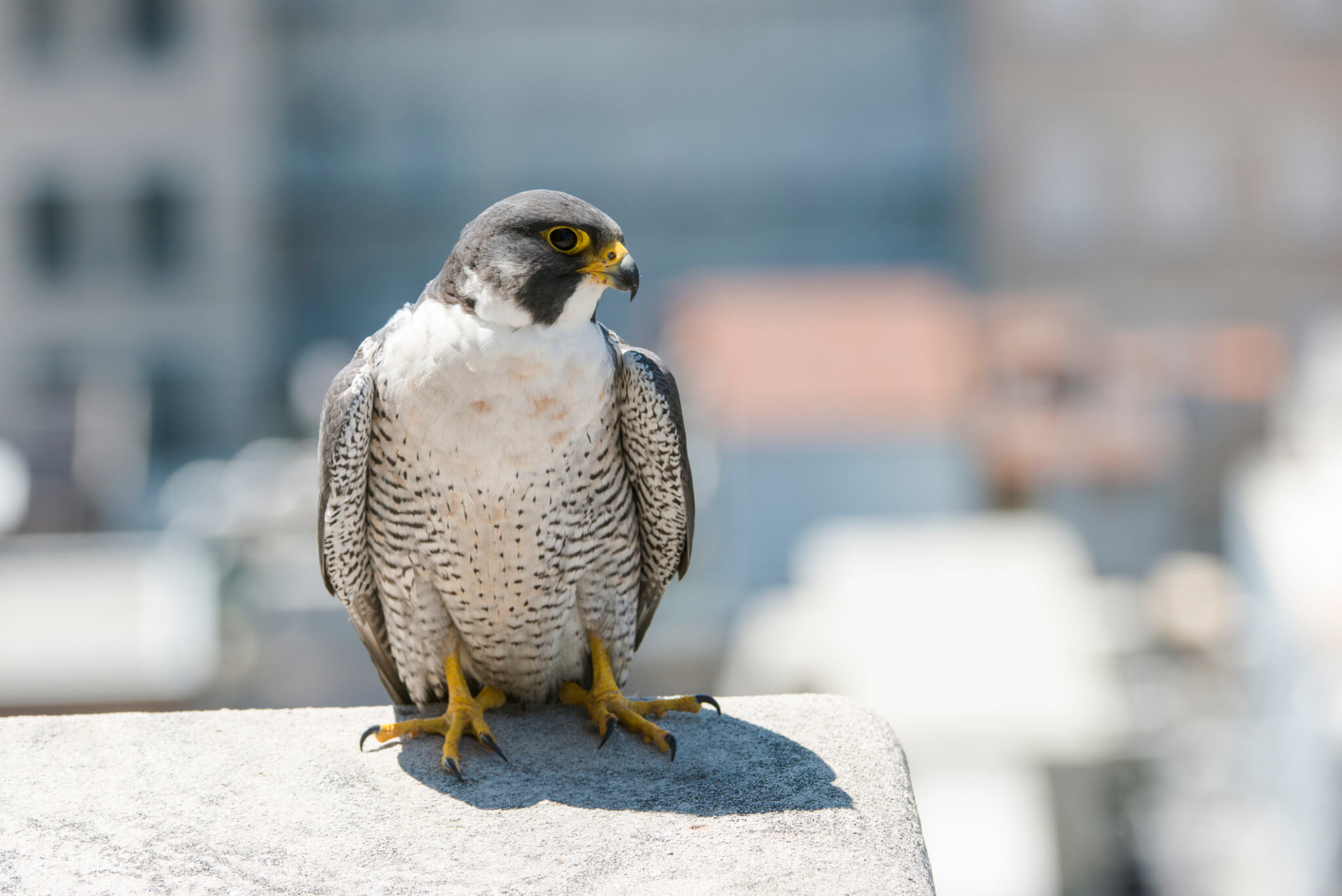 Falcon standing on a white rock on a sunny day, faded background. 