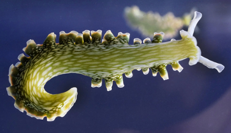 green sea slug up close
