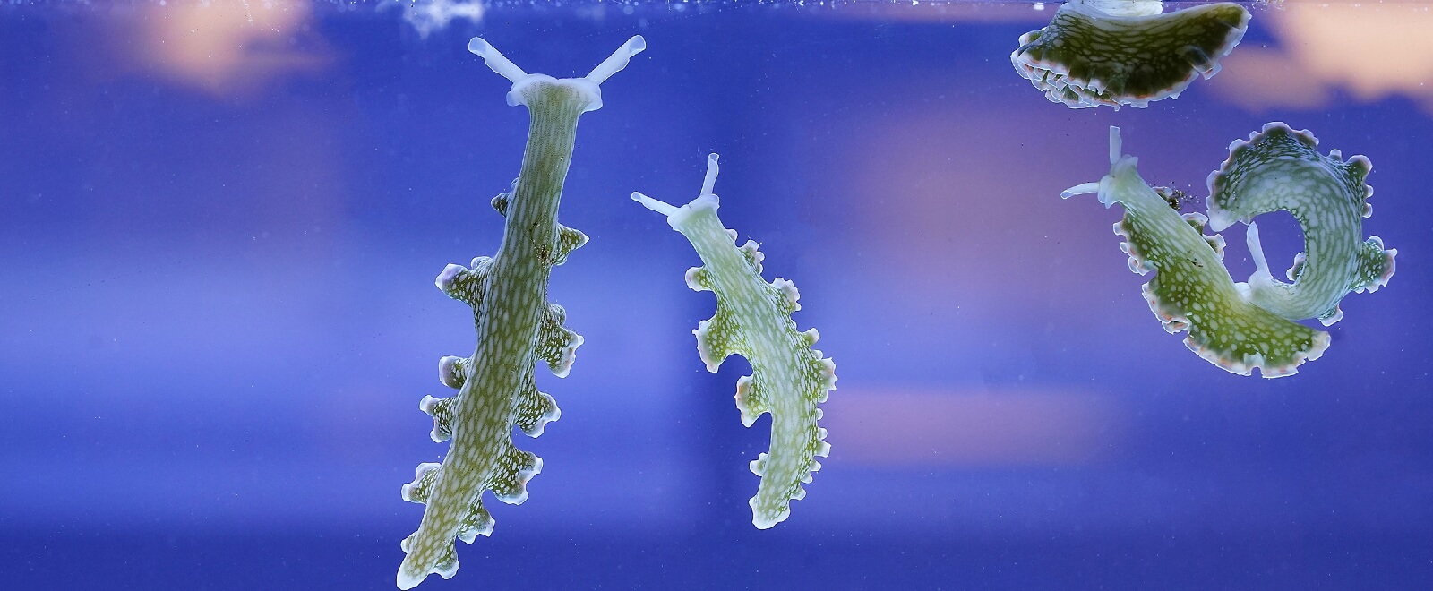 sea slugs climbing glass