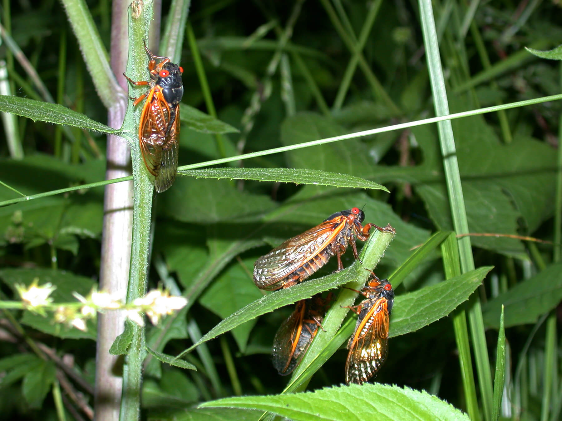 Cicadas on leafs