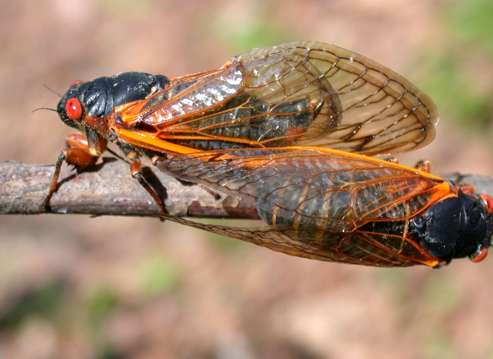 Bright cicada on the sited on a branch 