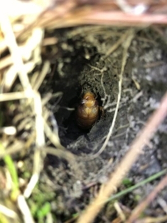 Cicada nymph in its hole