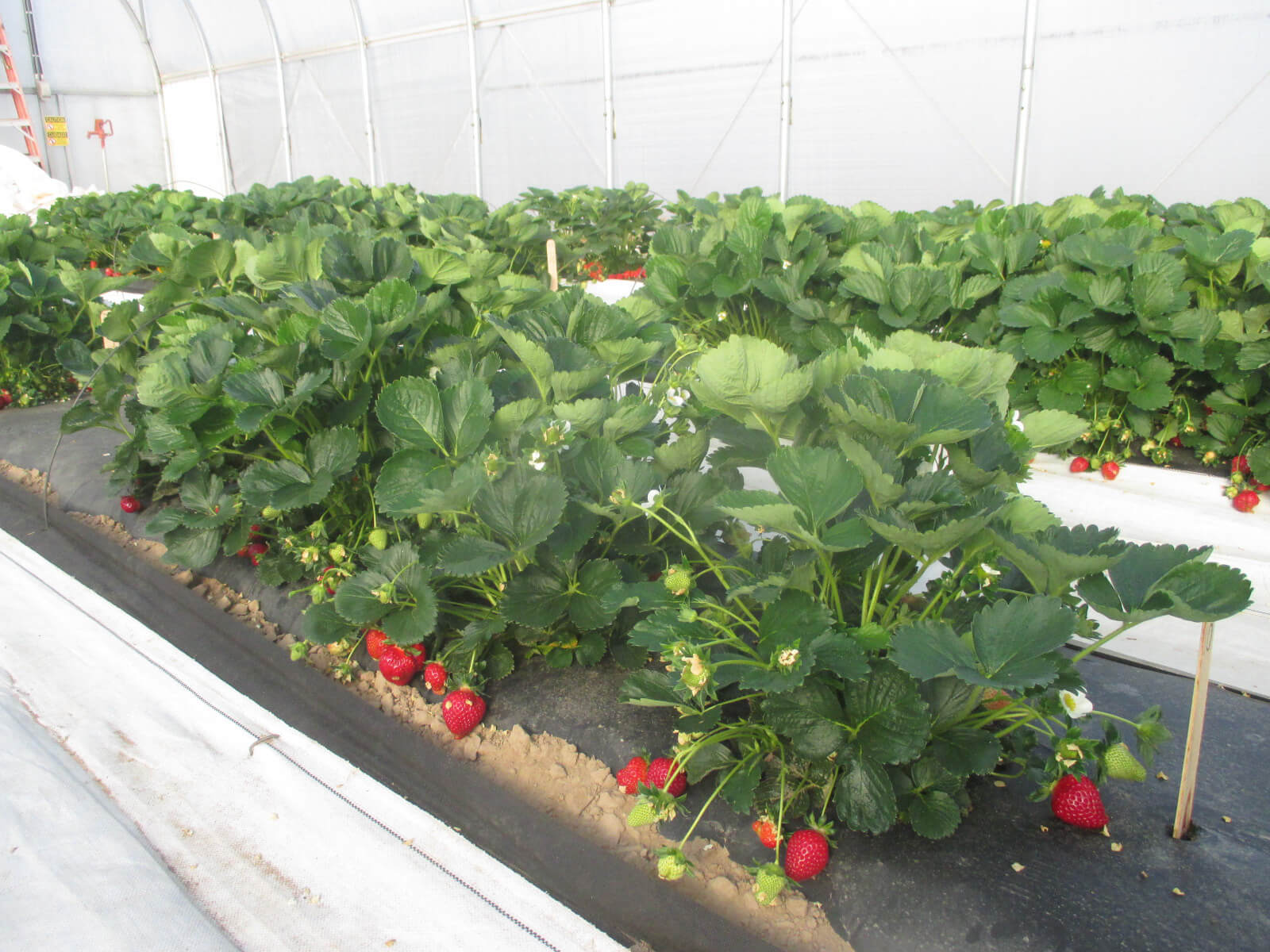 Strawberry plantation in green house