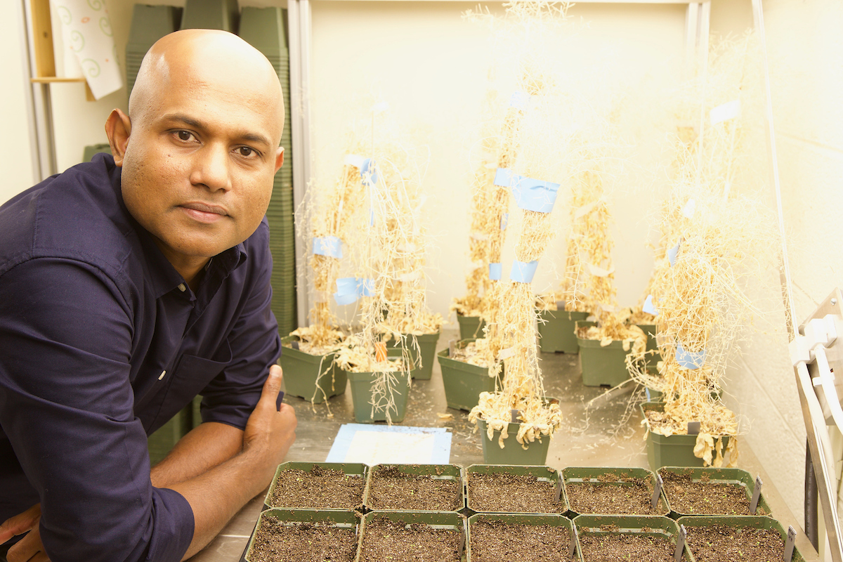 Sujith Puthiyaveetil will use a U.S. Department of Energy grant to explore the mechanisms plants use to repair photosystems suffering light-induced damage. (Pudue Agricultural Communication photo/Tom Campbell)