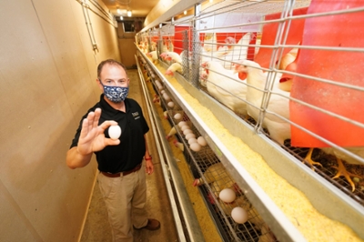 Darrin Karner in a egg farm production