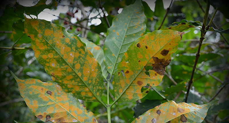 These coffee leaves are covered in coffee leaf rust, a fungal pathogen that leads to defoliation and reduced yields. Without proper management, coffee leaf rust can spread quickly and threaten coffee crops around the world, warns Purdue University mycologist Catherine Aime. (Photo courtesy of Catherine Aime)