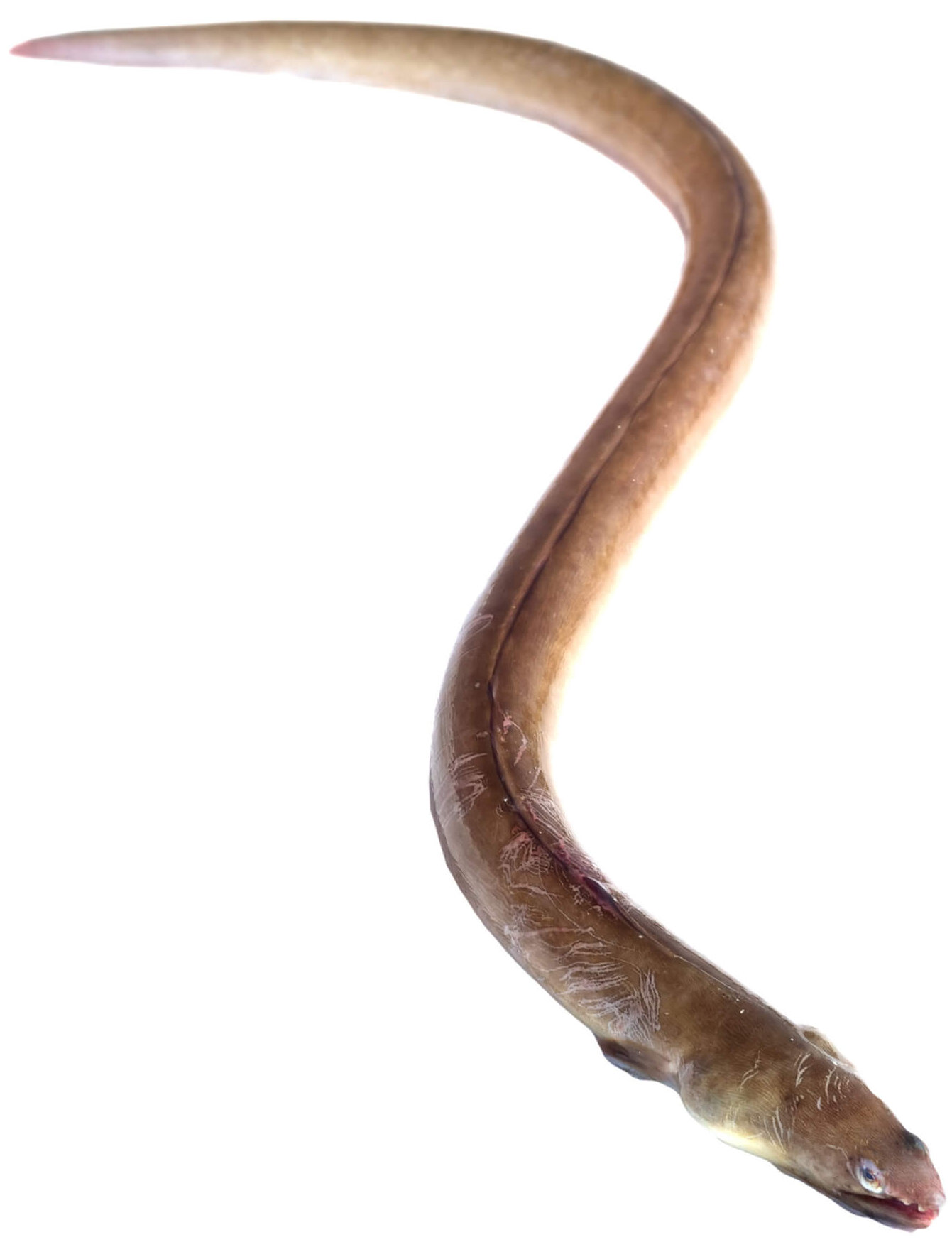 American eel