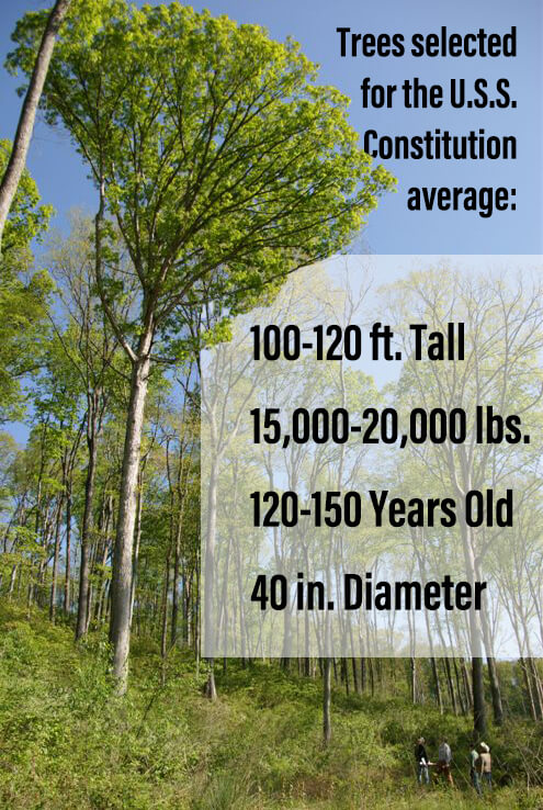 Tree-facts.jpg