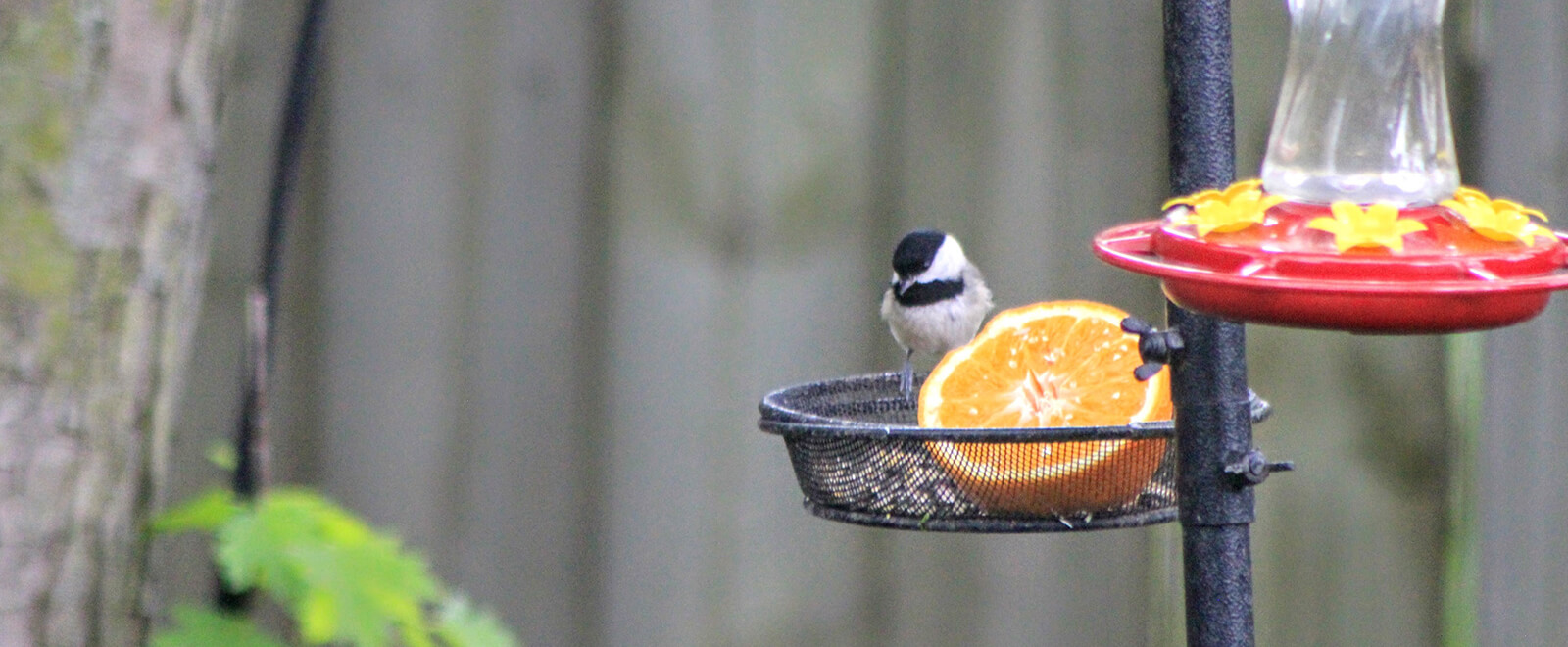 Bird on a bird-feeder with seeds and half on an orange