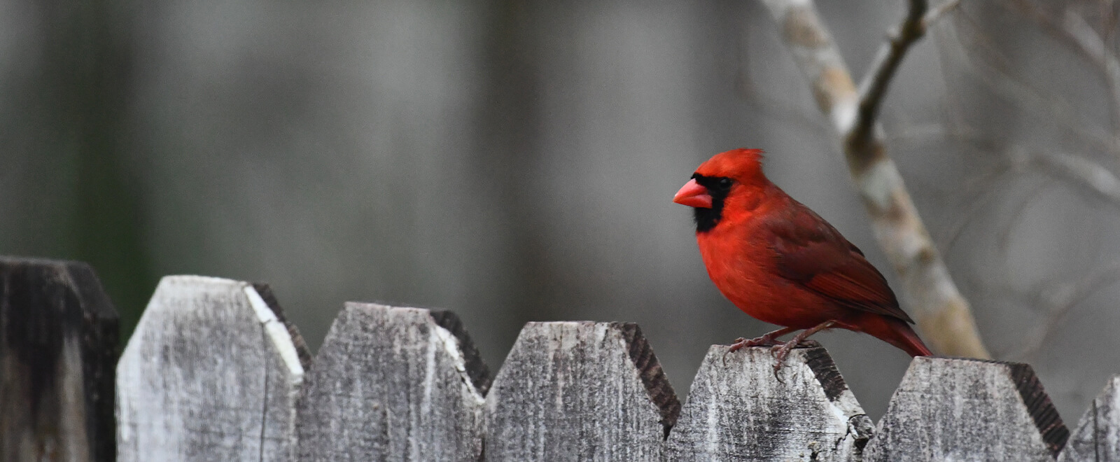 Cardinal on fence