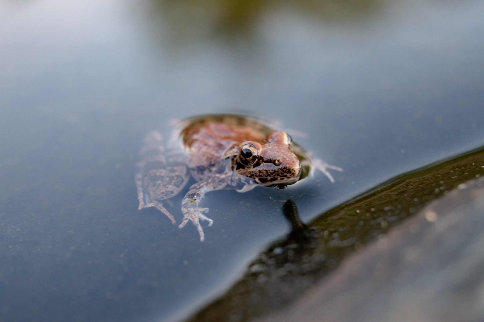 Brown frog on a pond
