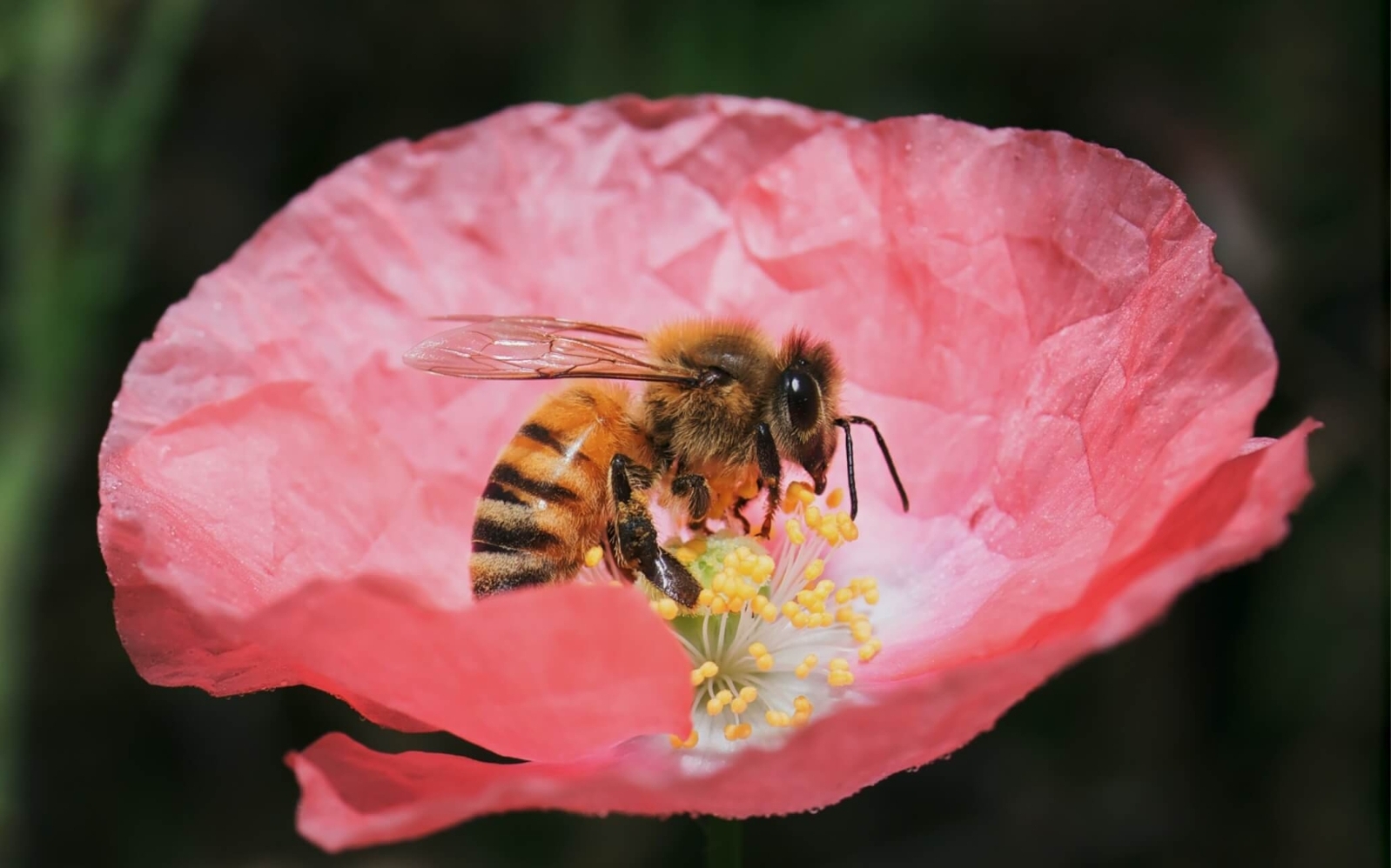 Bee graving pollen from beautiful pink flower  