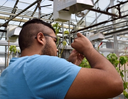 Juan Diego working a greenhouse