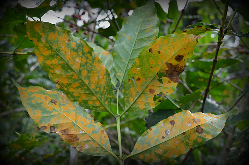 These coffee leaves are covered in coffee leaf rust, a fungal pathogen that leads to defoliation and reduced yields. Without proper management, coffee leaf rust can spread quickly and threaten coffee crops around the world. (Purdue University photo/courtesy of Catherine Aime)