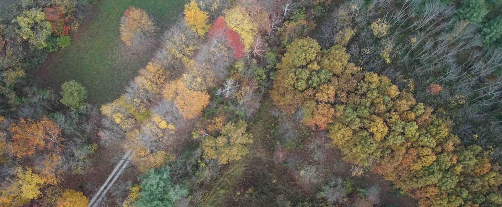 Trees from above with the colors of the fall