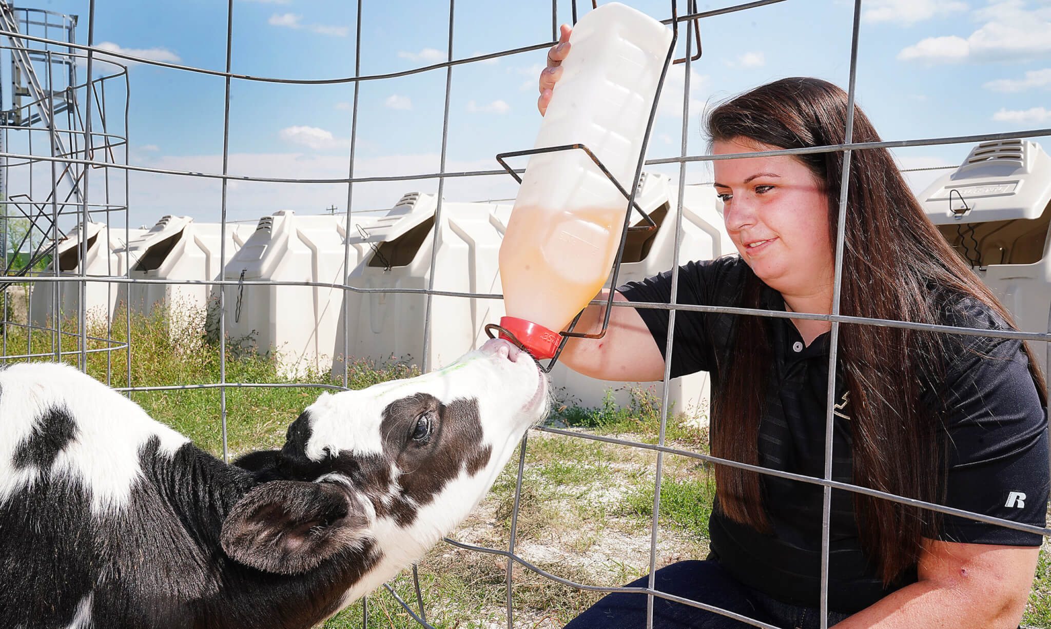 Linda holding a bottle with milk feeding a calf 