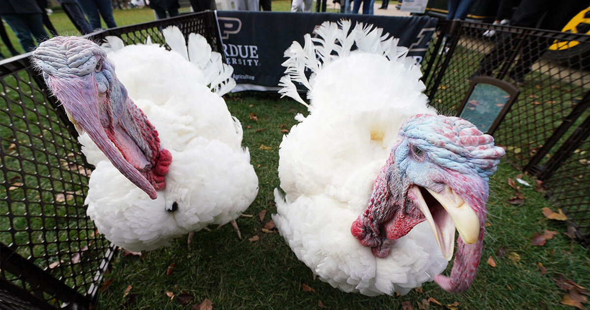 turkeys up close