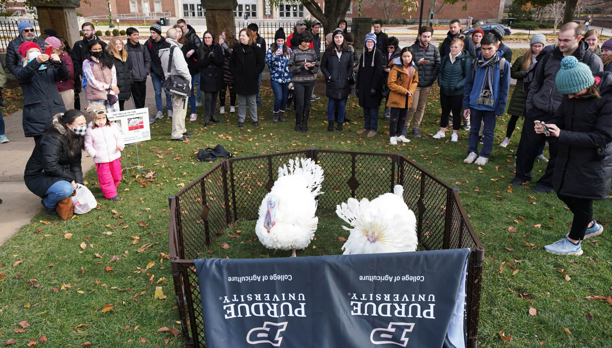 turkeys at Purdue