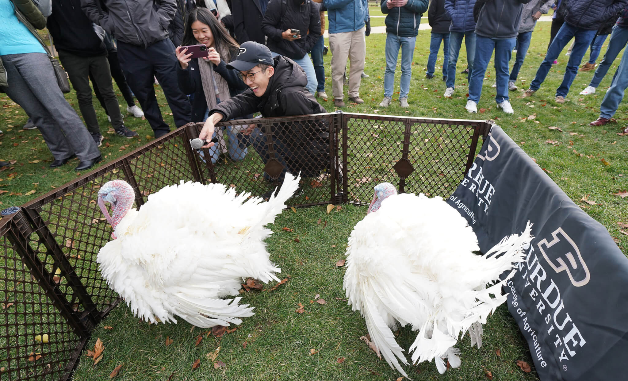 Turkeys and the Purdue train