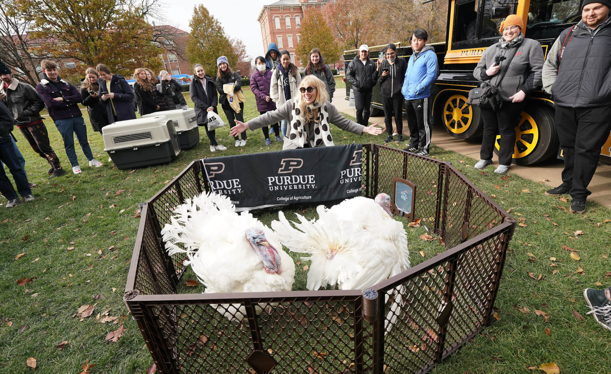 Welcome to Purdue turkeys